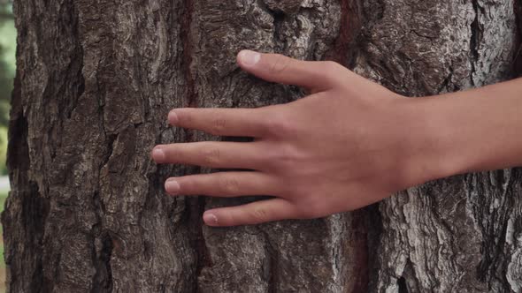 Hand strokes the wrinkled bark of an old coniferous tree in the forest. 