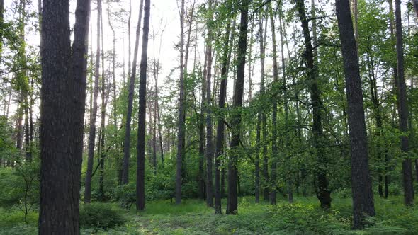 Wild Forest Landscape on a Summer Day