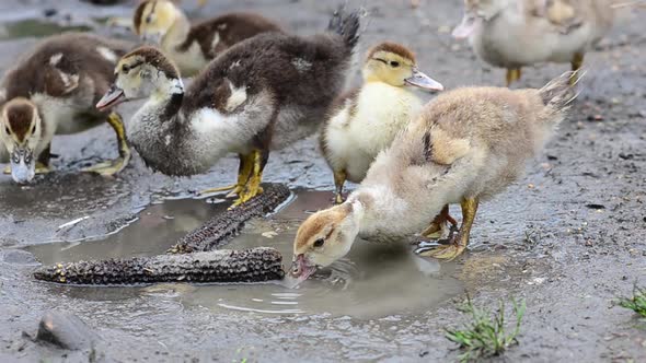 Group of Ducks