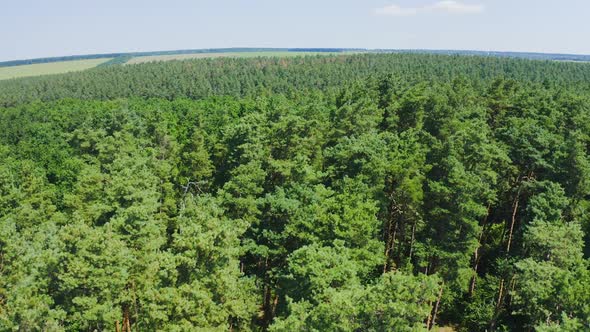 Forest seamless pattern. View from above.