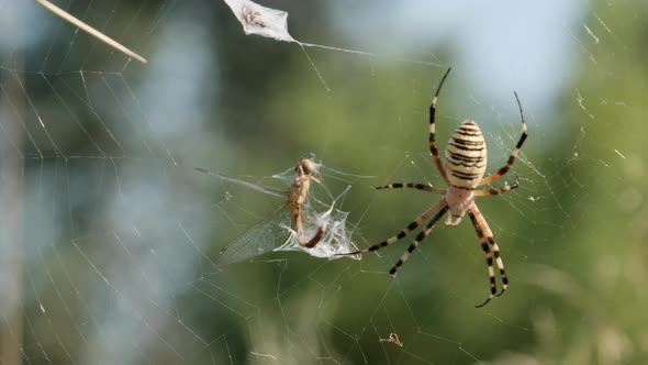 Spider Catches a Dragonfly in a Web and Wraps It in Cocoon Slow Motion