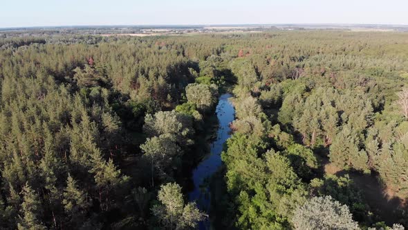 Aerial View of Riverbed Between Pine Forest. River Near Tops of Green Trees