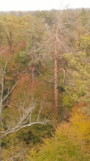 Vertical Video Autumn Forest with Trees By Day