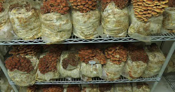 Small Scale Edible Mushroom Cultivation