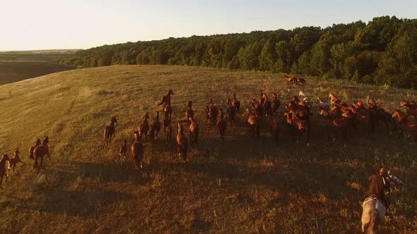 Horse Herd Is Running