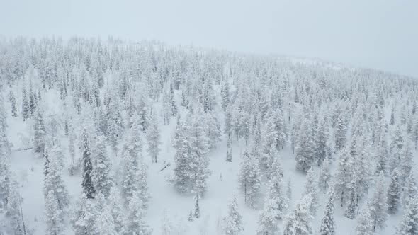 Flying above snow covered trees on a cloudy day giving an iconic aerial view of winter wonderland in