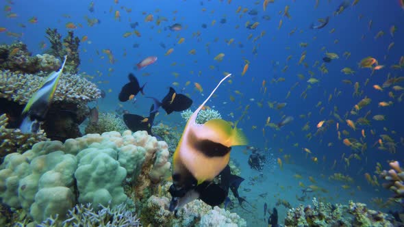 Tropical Colorful Underwater Seascape