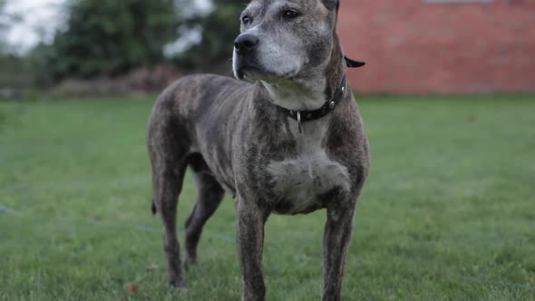 A Pit Bull Dog is Walking in the Yard of His House