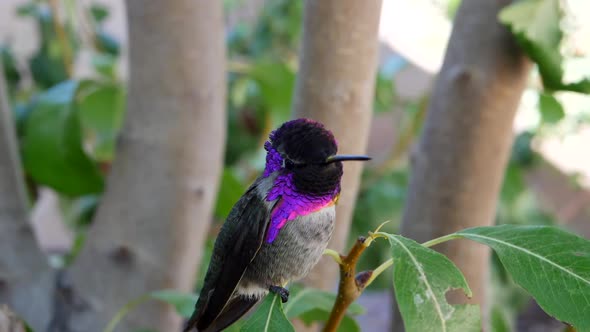A bright pink Annas Hummingbird with iridescent feathers sitting on a green leaf after feeding on ne