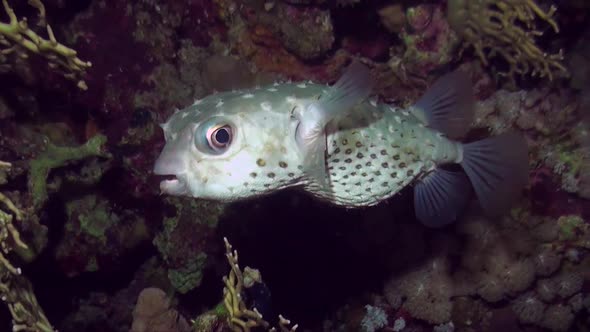 Red Sea porcupine pufferfish swimming  on coral reef
