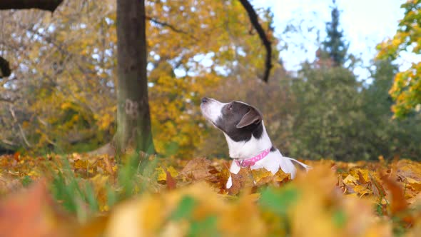 Rescue Dog Sitting in Autumn Leaves