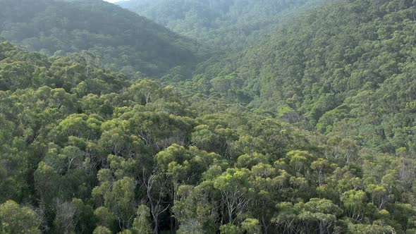 Flyover of the Australian Forests on the South Coast