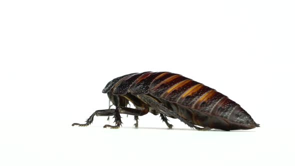 Cockroach Crawls From Side To Side