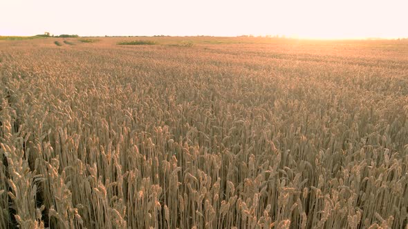 Wheat Field Grains Panorama.