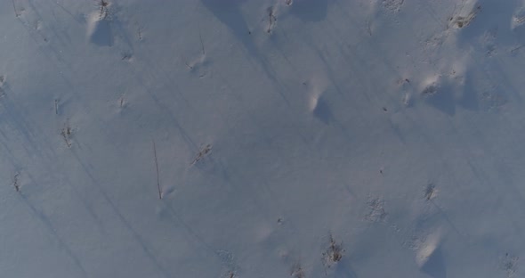 Aerial Drone View of Cold Winter Landscape with Arctic Field, Trees Covered with Frost Snow and