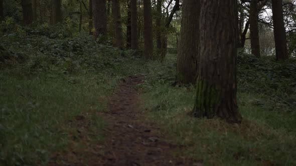 Walking through woodland path medium shot