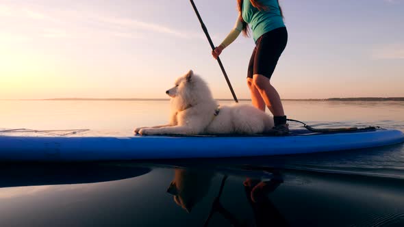 A Dog Lying on a Sup Board While a Woman Uses Paddle