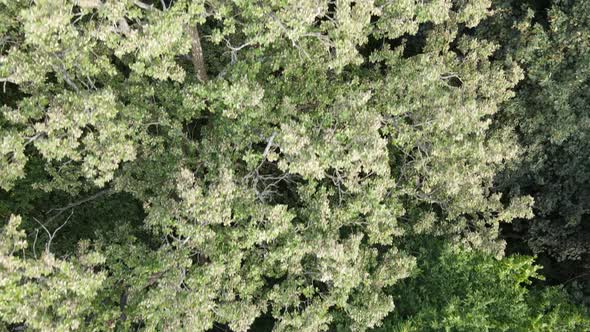 Aerial View of Green Forest in Summer. Ukraine. Slow Motion