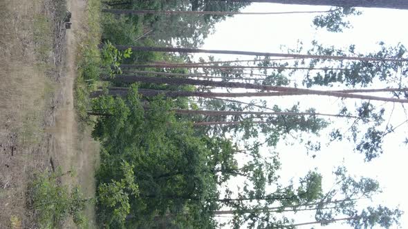 Vertical Video of a Forest with Trees