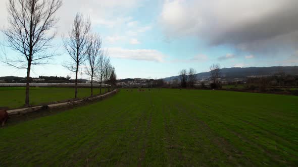 Cows Graze on Pasture