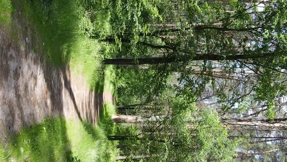 Vertical Video of Forest Landscape in Summer Slow Motion