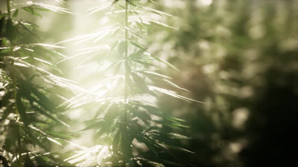 Thickets of Marijuana Plant on the Field