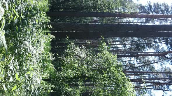 Vertical Video of Forest Landscape in Summer Slow Motion