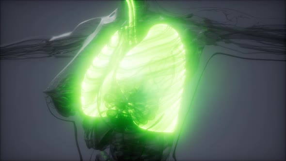 Human Lungs Radiology Exam alt