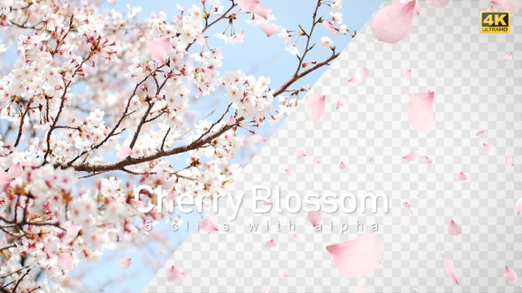 Cherry Blossom / Sakura Falling