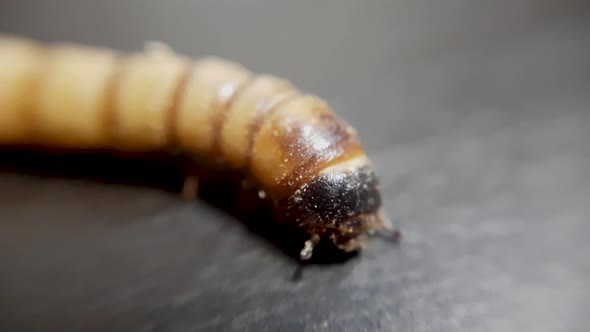 Close up focusing on crawling mealworm