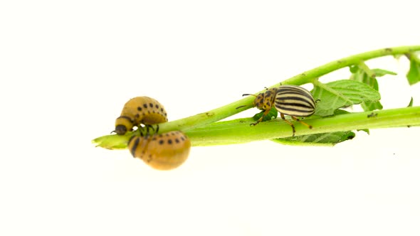 Colorado Beetle and Larvae Eat Potato Stalk on a White Background