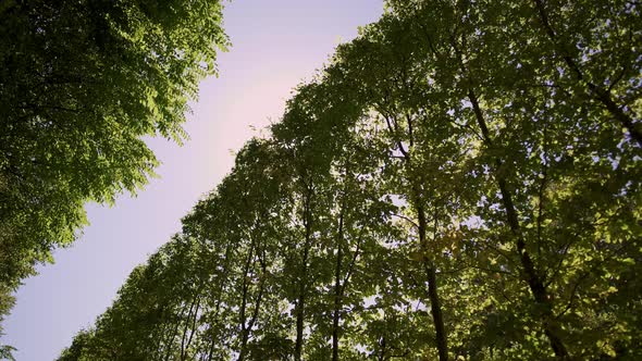 Treetops on Background of Light Sky in Spring Time