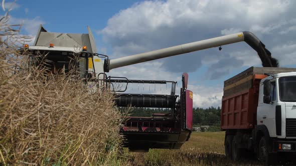 Rapeseed Grains are Unloaded From the Harvester Into the Body of a Dump Truck