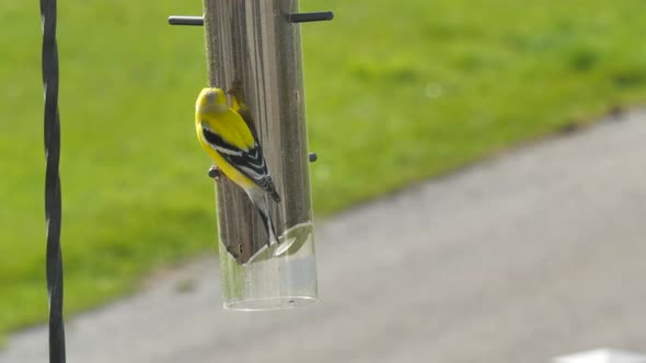 American goldfinch hanging upside down to eat thistles from a bird feeder