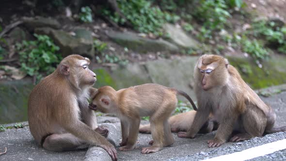 Monkey family's sleeping on sunrise in National Park forest.