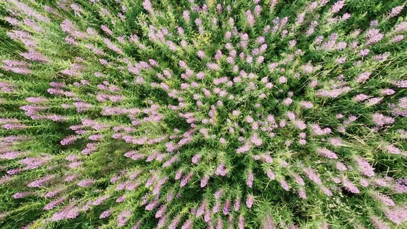 Ovev Field with Pink Blooming Willow Fireweed