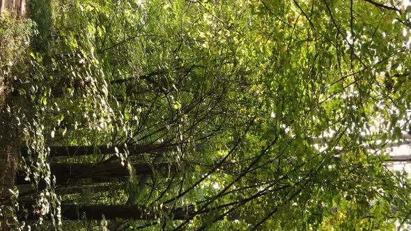 Vertical Video of Forest Landscape in Autumn Slow Motion