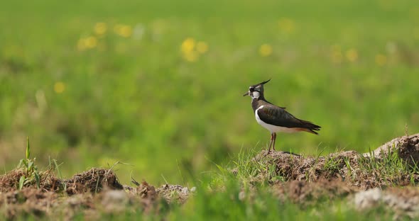 Northern Lapwing Or Peewit In Summer Field. Wildlife Birds Of Belarus. 