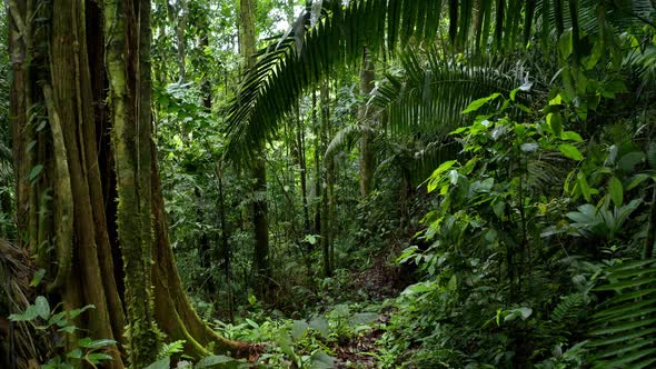 Moving through a tropical forest with a large tree and a lush coloration