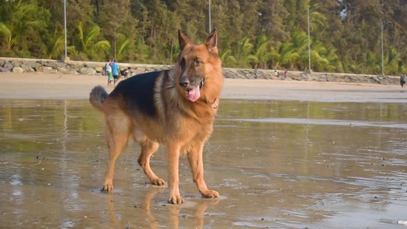 A German shepherd dog in playful mood looking for something to play with on beach in Mumbai city | G