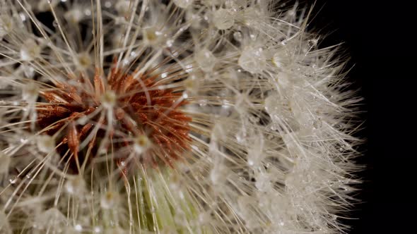 Macro shot of a Dandelion rotating