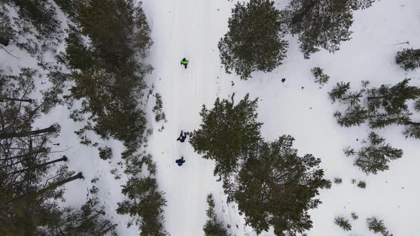 Drone follows a group of hikers in winter light forest. Top view, overhead angle