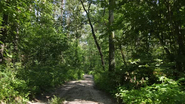 Slow Motion View of Green Forest By Day