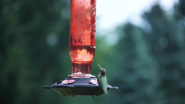 Close view of small hummingbird sitting on hanging feeder, shallow DOF