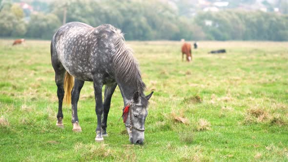 Beautiful gray horse grazing in green grassland summer field.