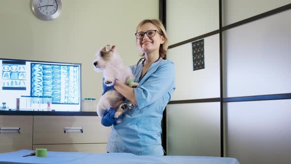 Female Veterinarian Holds in His Hands Jack Russell Dog in Clinic Health Care