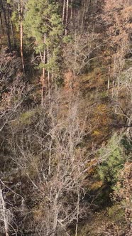 Vertical Video of an Autumn Forest During the Day