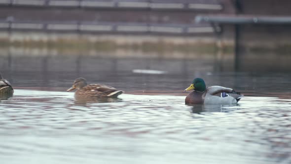 Wild Ducks Swimming on Lake Water