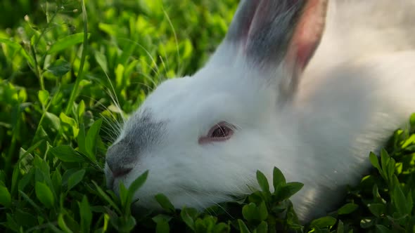 Calm white rabbit sitting on the green grass