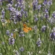 Butterfly and Lavender - VideoHive Item for Sale